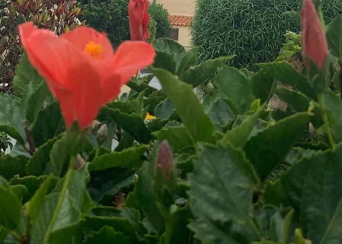 Apartman Amazing One Bad El Duque *